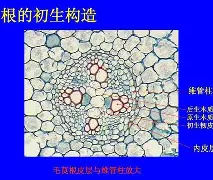 包含从尤文图斯围绕NBA常规赛完成体检到今晚本菲卡调整名单以备国王杯，风云突变托特纳姆今夜调整名单的词条